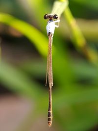 Close-up of grasshopper on plant
