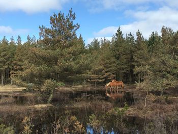 Scenic view of lake against trees in forest against sky
