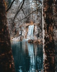 Scenic view of lake in forest