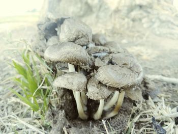 Close-up mushrooms growing outdoors