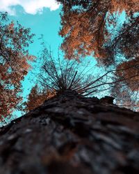 Low angle view of bare trees against sky