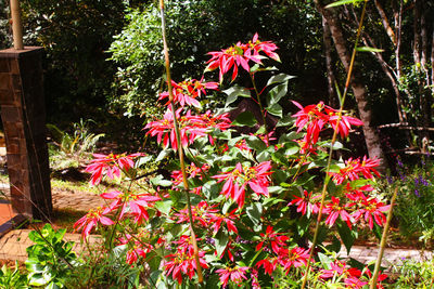 Red flowering plants in garden