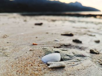 Close-up of shell on sand