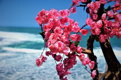 Close-up of pink cherry blossoms against sea