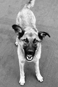 High angle portrait of dog outdoors