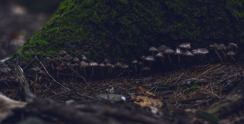 Close-up of mushroom on field