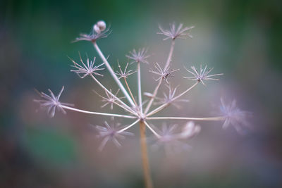 Close-up of thistle