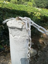 Close-up of rope tied on field