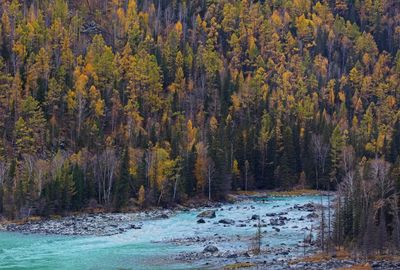 Scenic view of river amidst trees during autumn
