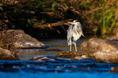 Bird perching on rock