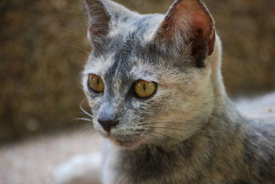 Close-up portrait of cat