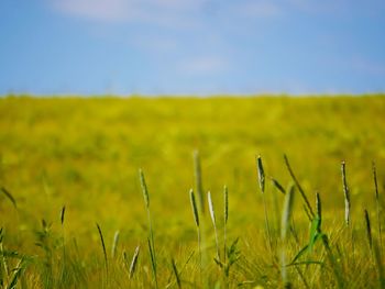 Crops growing on field against sky