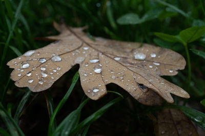 Close-up of raindrops on leaves