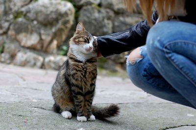 Midsection of woman by cat on road