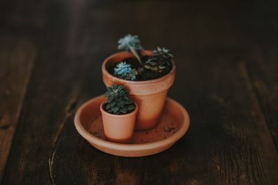 Close-up of potted plant on table