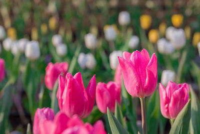 Beautiful tulips in flower garden on black and white in different color concept.