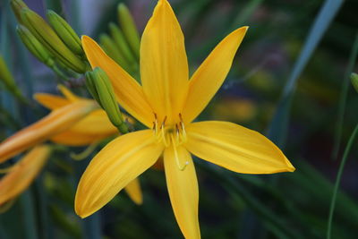 Close-up of yellow flower