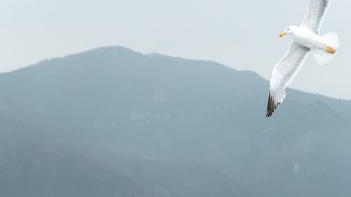 Close-up of bird flying against sky