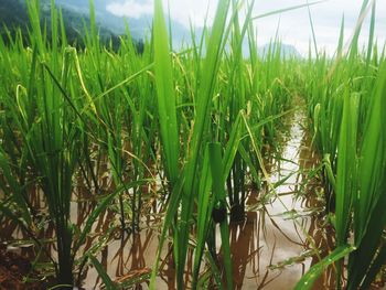 Crops growing on field against sky