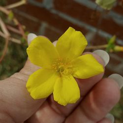 Close-up of hand holding flower against blurred background