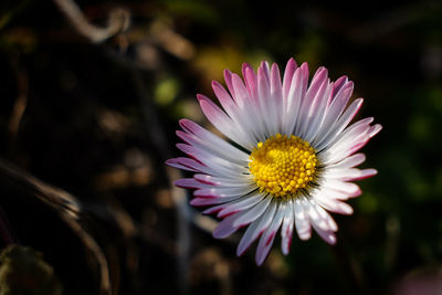 Close-up of pink flower