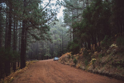 Road amidst trees in forest