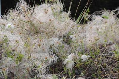 Close-up of plants