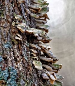 Close-up of firewood