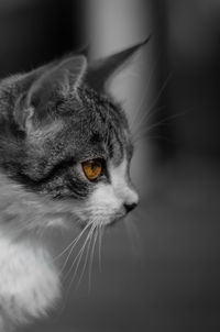 Close-up portrait of cat