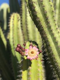 Close-up of succulent plant