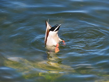 Duck swimming in lake