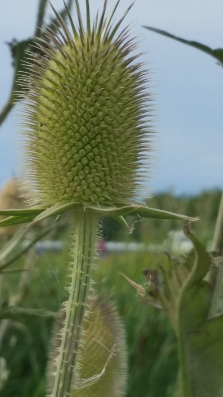 CLOSE-UP OF PLANT