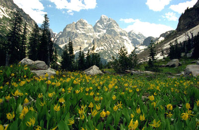 Plants growing on field