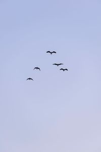 Low angle view of birds flying against clear sky