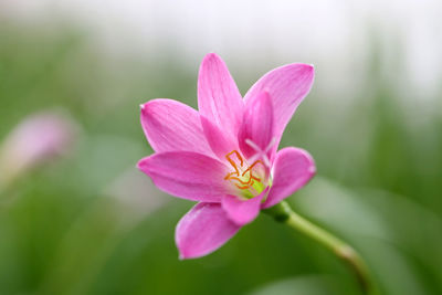 Close-up of pink lotus water lily