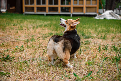 Corgi rear view. dog a pet