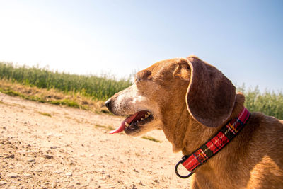 Close-up of a dog against the sky