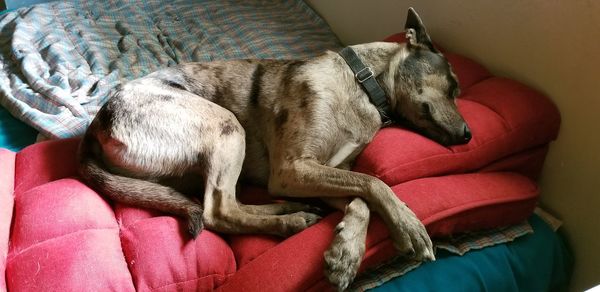 View of dog sleeping on sofa