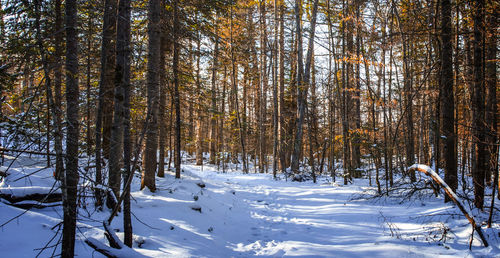 Snow covered trees in forest