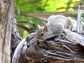 Close-up of squirrel on tree trunk