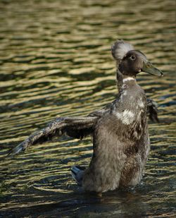 Duck swimming in lake