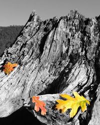 Close-up of yellow tree against mountain