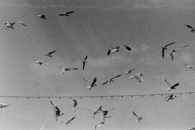 High angle view of birds flying