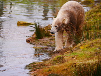 View of sheep in river