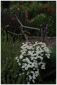 Flowers growing on tree