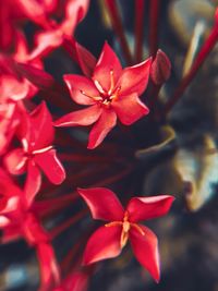 Close-up of red flowering plant