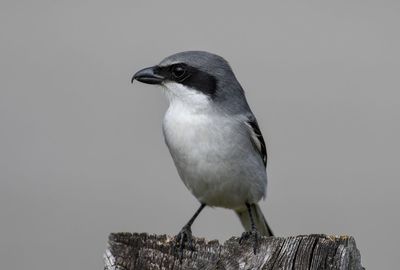 Close-up of bird perching on wood