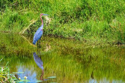 View of a bird in lake