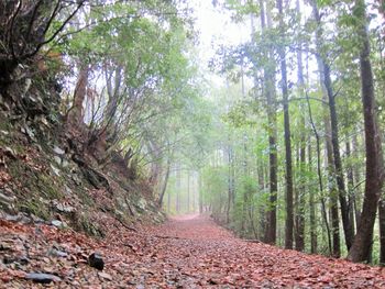 Road passing through forest