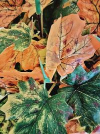 Close-up of maple leaves on plant